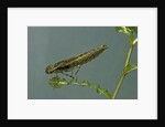 Dragonfly larva by Anonymous