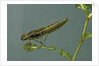 Dragonfly larva by Anonymous