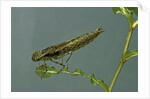 Dragonfly larva by Anonymous
