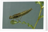 Dragonfly larva by Anonymous