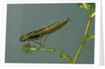 Dragonfly larva by Anonymous