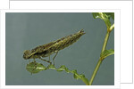 Dragonfly larva by Anonymous