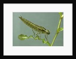 Dragonfly larva by Anonymous