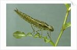 Dragonfly larva by Anonymous