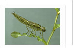 Dragonfly larva by Anonymous