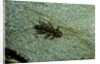 Stonefly larva in water by Anonymous