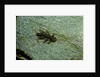 Stonefly larva in water by Anonymous