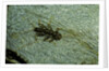 Stonefly larva in water by Anonymous
