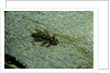 Stonefly larva in water by Anonymous