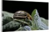 Leptinotarsa decemlineata (Colorado potato beetle) by Anonymous