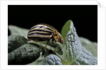 Leptinotarsa decemlineata (Colorado potato beetle) by Anonymous