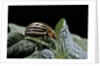 Leptinotarsa decemlineata (Colorado potato beetle) by Anonymous