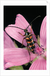Leptura aurulenta (longhorn beetle) by Anonymous