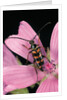 Leptura aurulenta (longhorn beetle) by Anonymous