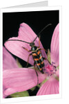 Leptura aurulenta (longhorn beetle) by Anonymous