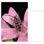 Leptura aurulenta (longhorn beetle) by Anonymous