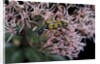 Leptura maculata (spotted longhorn beetle) by Anonymous