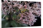 Leptura maculata (spotted longhorn beetle) by Anonymous