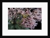 Leptura maculata (spotted longhorn beetle) by Anonymous