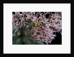 Leptura maculata (spotted longhorn beetle) by Anonymous