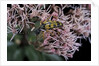 Leptura maculata (spotted longhorn beetle) by Anonymous
