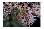 Leptura maculata (spotted longhorn beetle) by Anonymous