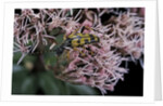 Leptura maculata (spotted longhorn beetle) by Anonymous