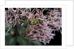 Leptura maculata (spotted longhorn beetle) by Anonymous