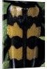 Leptura quadrifasciata (four-banded longhorn beetle) by Anonymous