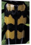 Leptura quadrifasciata (four-banded longhorn beetle) by Anonymous