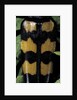 Leptura quadrifasciata (four-banded longhorn beetle) by Anonymous