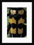 Leptura quadrifasciata (four-banded longhorn beetle) by Anonymous