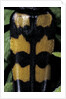 Leptura quadrifasciata (four-banded longhorn beetle) by Anonymous