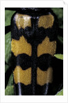 Leptura quadrifasciata (four-banded longhorn beetle) by Anonymous
