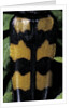 Leptura quadrifasciata (four-banded longhorn beetle) by Anonymous