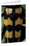 Leptura quadrifasciata (four-banded longhorn beetle) by Anonymous