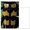Leptura quadrifasciata (four-banded longhorn beetle) by Anonymous