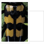 Leptura quadrifasciata (four-banded longhorn beetle) by Anonymous