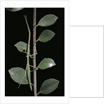 Leptynia hispanica (spanish stick insect) by Anonymous