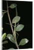 Leptynia hispanica (spanish stick insect) by Anonymous