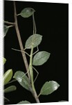 Leptynia hispanica (spanish stick insect) by Anonymous