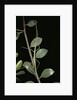 Leptynia hispanica (spanish stick insect) by Anonymous
