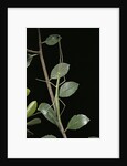 Leptynia hispanica (spanish stick insect) by Anonymous