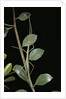 Leptynia hispanica (spanish stick insect) by Anonymous