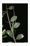 Leptynia hispanica (spanish stick insect) by Anonymous