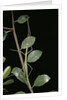 Leptynia hispanica (spanish stick insect) by Anonymous
