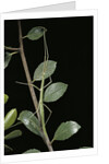 Leptynia hispanica (spanish stick insect) by Anonymous