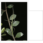 Leptynia hispanica (spanish stick insect) by Anonymous