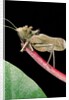 Lesina intermedius (bushcricket) by Anonymous