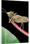 Lesina intermedius (bushcricket) by Anonymous